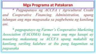 accfa meaning tagalog|Sangil: ACCFA, FACOMA, NAMARCO in the early years.